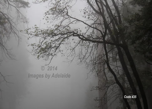 Foggy Morning in Yosemite